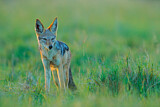 Image. Black-backed Jackal