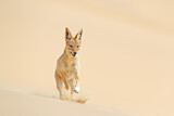 Image. Black-backed Jackal