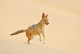 Image. Black-backed Jackal