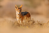 Image. Black-backed Jackal