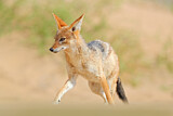 Image. Black-backed Jackal