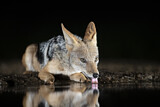 Image. Black-backed Jackal