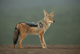 Image. Black-backed Jackal