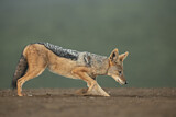 Image. Black-backed Jackal