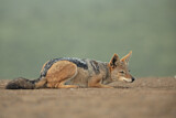 Image. Black-backed Jackal