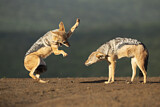 Image. Black-backed Jackal