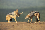 Image. Black-backed Jackal