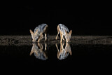Image. Black-backed Jackal