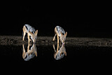 Image. Black-backed Jackal