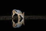 Image. Black-backed Jackal