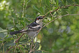 Image. Black-backed Puffback