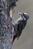 Image. Black-backed Woodpecker