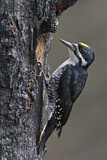 Image. Black-backed Woodpecker