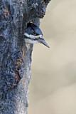 Image. Black-backed Woodpecker