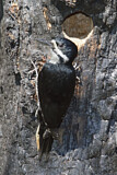 Image. Black-backed Woodpecker