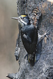 Image. Black-backed Woodpecker