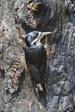 Image. Black-backed Woodpecker