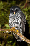 Image. Black-banded Owl