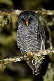 Image. Black-banded Owl
