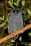 Image. Black-banded Owl