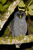 Image. Black-banded Owl