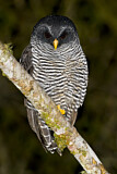 Image. Black-banded Owl