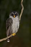Image. Black-banded Owl