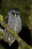 Image. Black-banded Owl