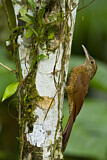 Image. Black-banded Woodcreeper