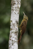 Image. Black-banded Woodcreeper