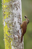 Image. Black-banded Woodcreeper