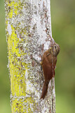 Image. Black-banded Woodcreeper