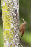 Image. Black-banded Woodcreeper
