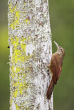Image. Black-banded Woodcreeper