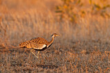 Image. Black-bellied Bustard