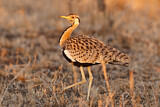 Image. Black-bellied Bustard