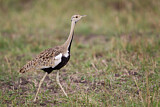 Image. Black-bellied Bustard