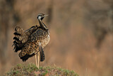 Image. Black-bellied Bustard