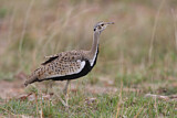 Image. Black-bellied Bustard