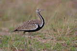 Image. Black-bellied Bustard