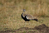 Image. Black-bellied Bustard