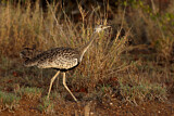 Image. Black-bellied Bustard