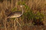 Image. Black-bellied Bustard