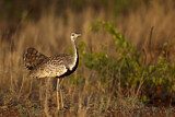 Image. Black-bellied Bustard