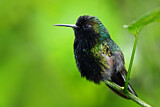 Image. Black-bellied Hummingbird