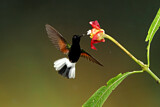 Image. Black-bellied Hummingbird