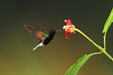 Image. Black-bellied Hummingbird