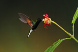 Image. Black-bellied Hummingbird