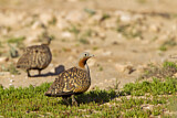 Image. Black-bellied Sandgrouse