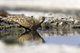 Image. Black-bellied Sandgrouse